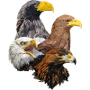 Birds of prey