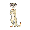 meerkat