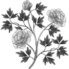 Fleurs