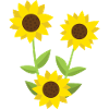 sunflowers