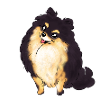 Black Tan Pom