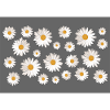 daisies