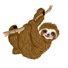 Baby sloth
