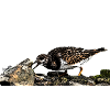 HGWild - Turnstone