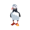 Duikerpinguïn papegaaiduiker - papegaaiduiker