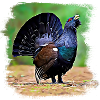 capercaillie