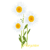 Daisies, flowers