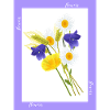 Flowers, Blumen