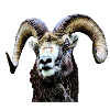 Mouflon