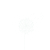 Dandelion dot image