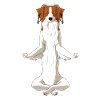 Meditating Nederlandse Kooikerhondje Dog