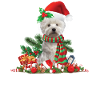 West Highland Terrier Christmas