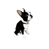 Boston Terrier