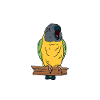 Screaming Senegal Parrot