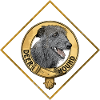 Golden Rhombus Scottish Greyhound