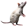 rat