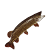 Fishing Fishing with fish hooks