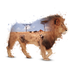 lion