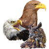 Pigargos and Owl