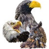 Pigargos und Eule
