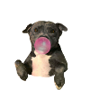 Staffordshire Bull Terrier