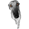 Greyhound