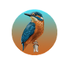 Birds Kingfisher Bird