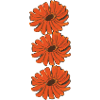 calendula marigold