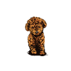 Pudel