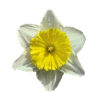narcissus flower