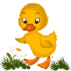 Baby Chick - Duck