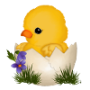 Baby Chick