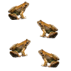 toad