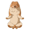 Meditating Pomeranian Dog