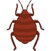 Bed bug