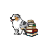 Blue Merle Australian Shepherd