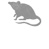 Je suis un rat