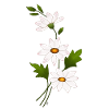 Fleurs de marguerite