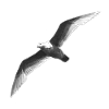 Schwarz Weiss Möwe Im Flug