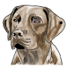 Labrador