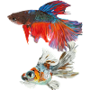 Fishes