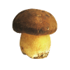 Porcini mushroom picker gift