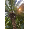 Date palm