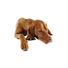 Weimaraner