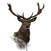 Hirsch