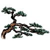 Bonsai tree