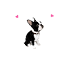 Boston Terrier