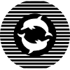 Dolphin dolphins