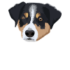 idée cadeau appenzeller sennenhund