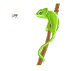 Chameleon and fly